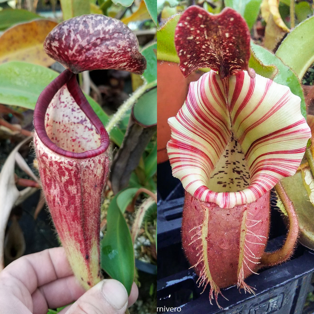 Nepenthes glandulifera x veitchii 'Candy Dreams' Seed Pod