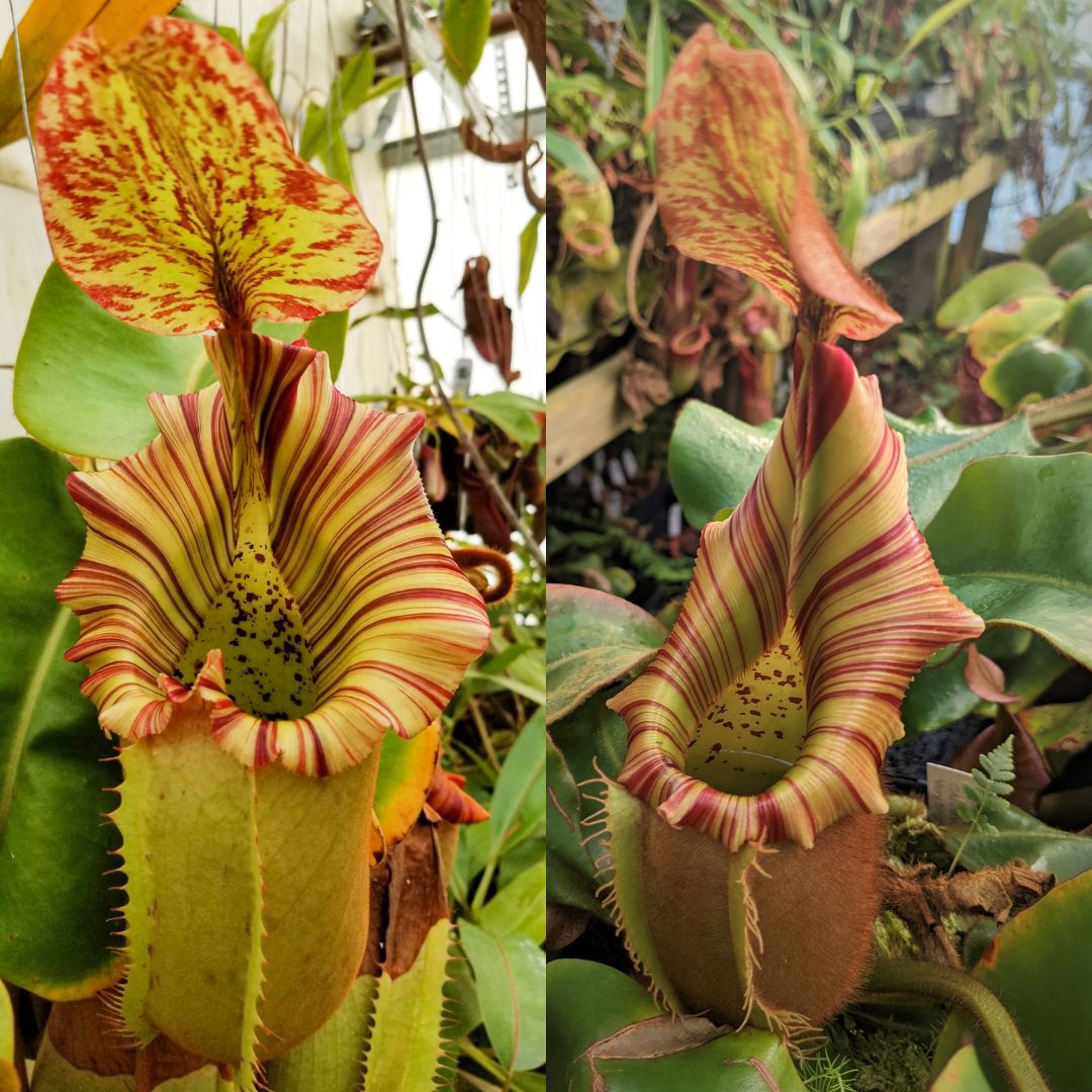 Nepenthes [truncata x veitchii (m)] x veitchii Akazukin Bareo Seed Pod ...