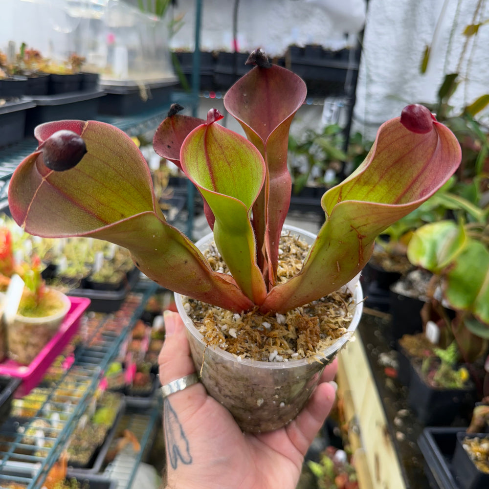 
                      
                        Heliamphora ionasi (Red Giant) x minor v. pilosa (Clone 2)
                      
                    