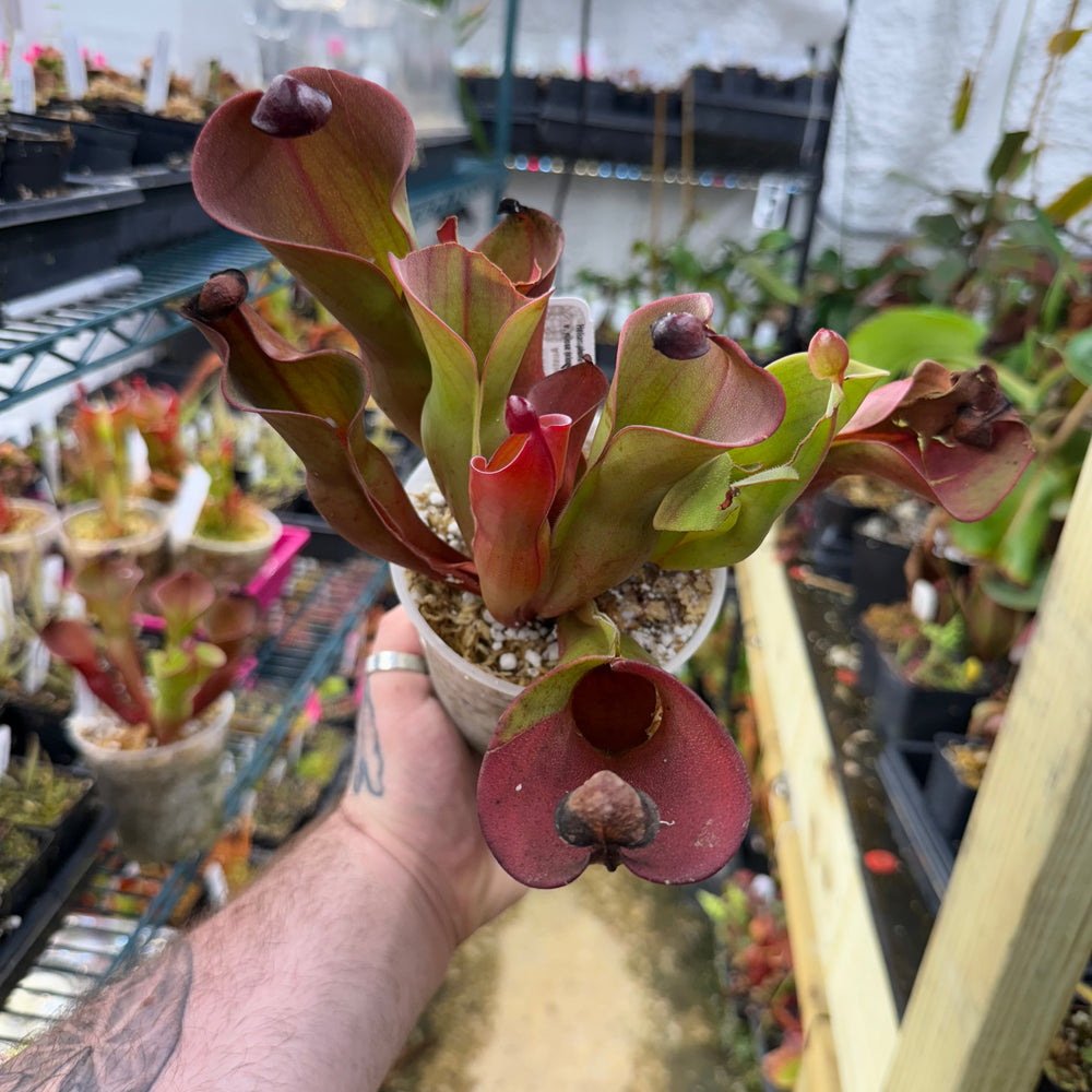 
                      
                        Heliamphora ionasi (Red Giant) x minor v. pilosa (Clone 2)
                      
                    