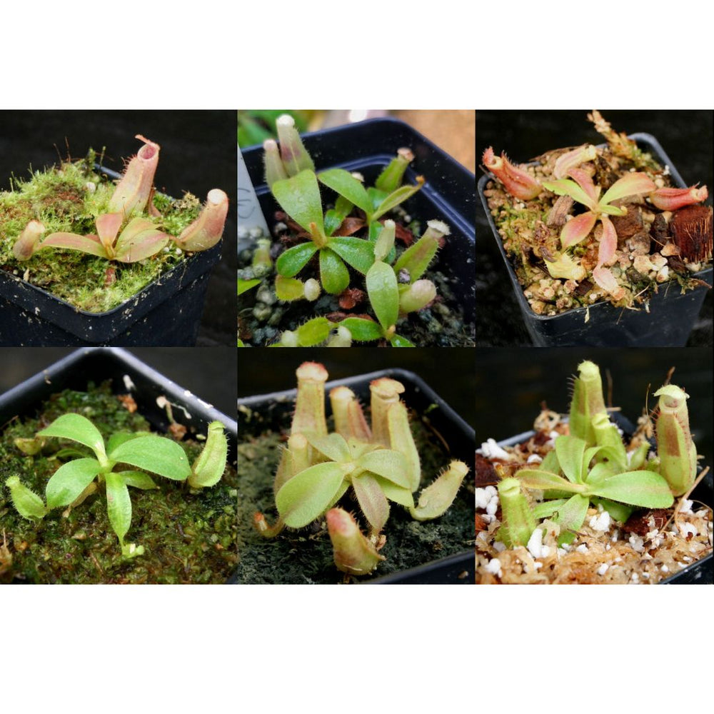 
                      
                        Nepenthes veitchii Collection
                      
                    