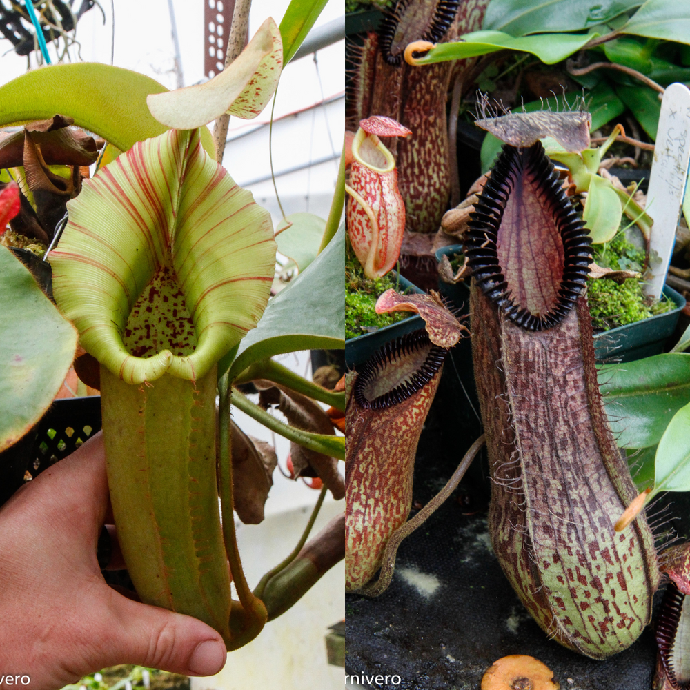 Nepenthes (truncata x veitchii) x hamata MT, CAR-0466