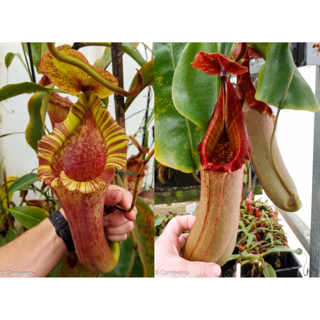 Nepenthes [(lowii x veitchii) x boschiana)] "Red Ruffled" x (truncata x veitchii), CAR-0264