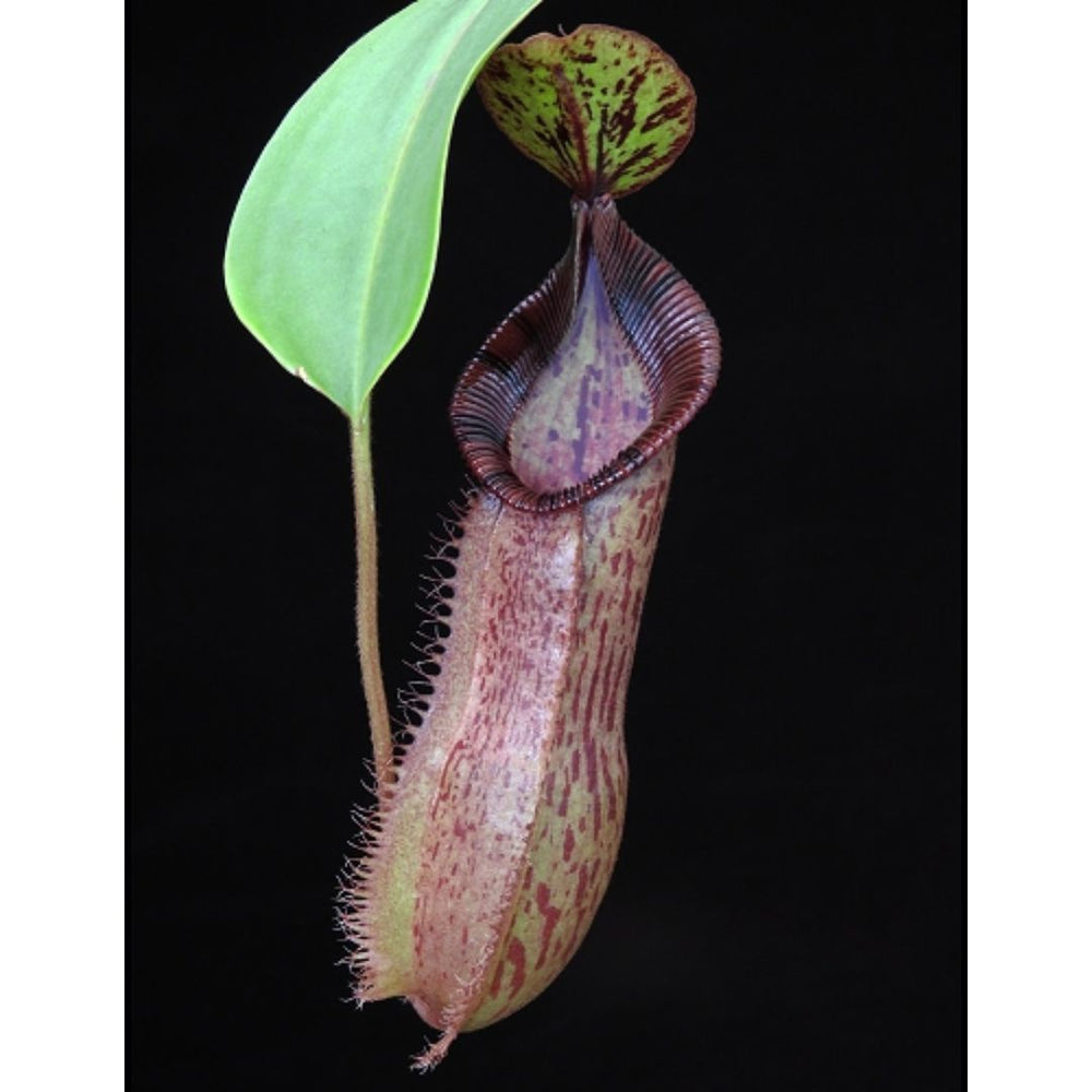 
                      
                        Nepenthes hamata x (veitchii x lowii), BE-4057
                      
                    