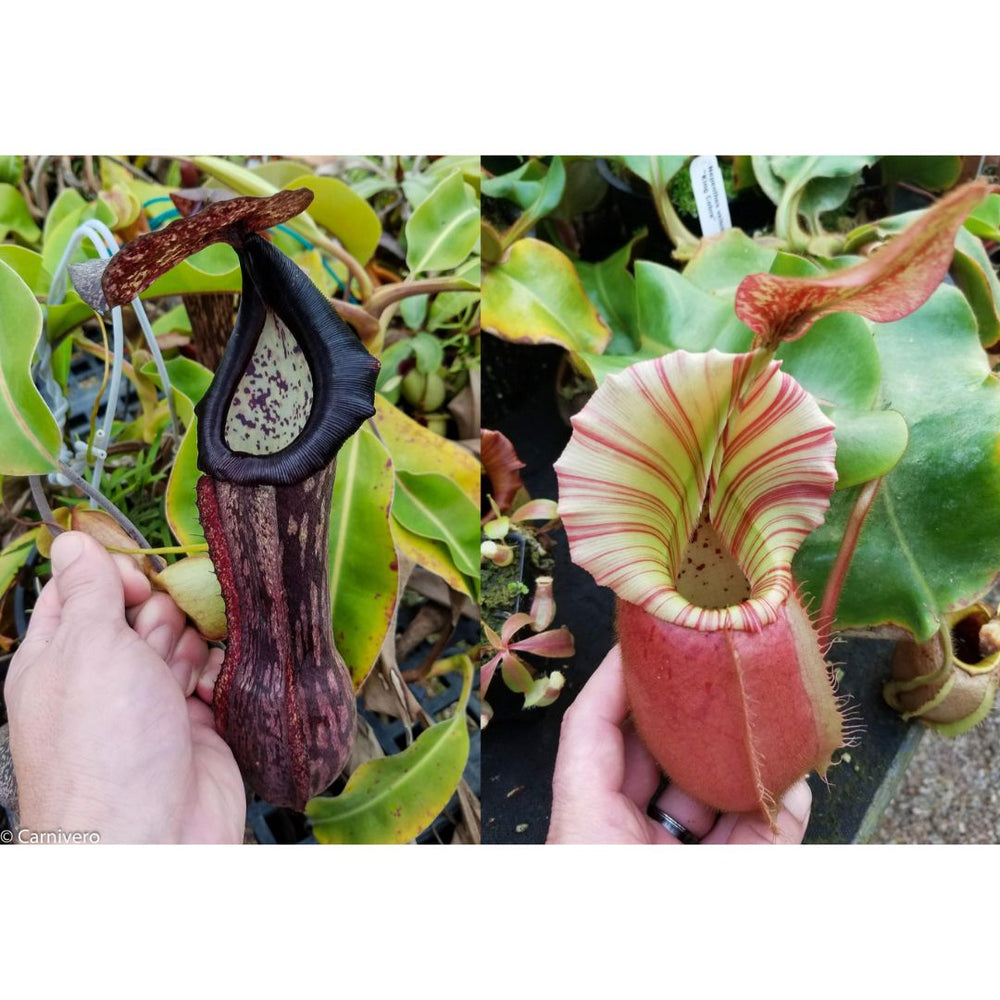 Nepenthes boschiana EP x veitchii 'Cobra', CAR-0302