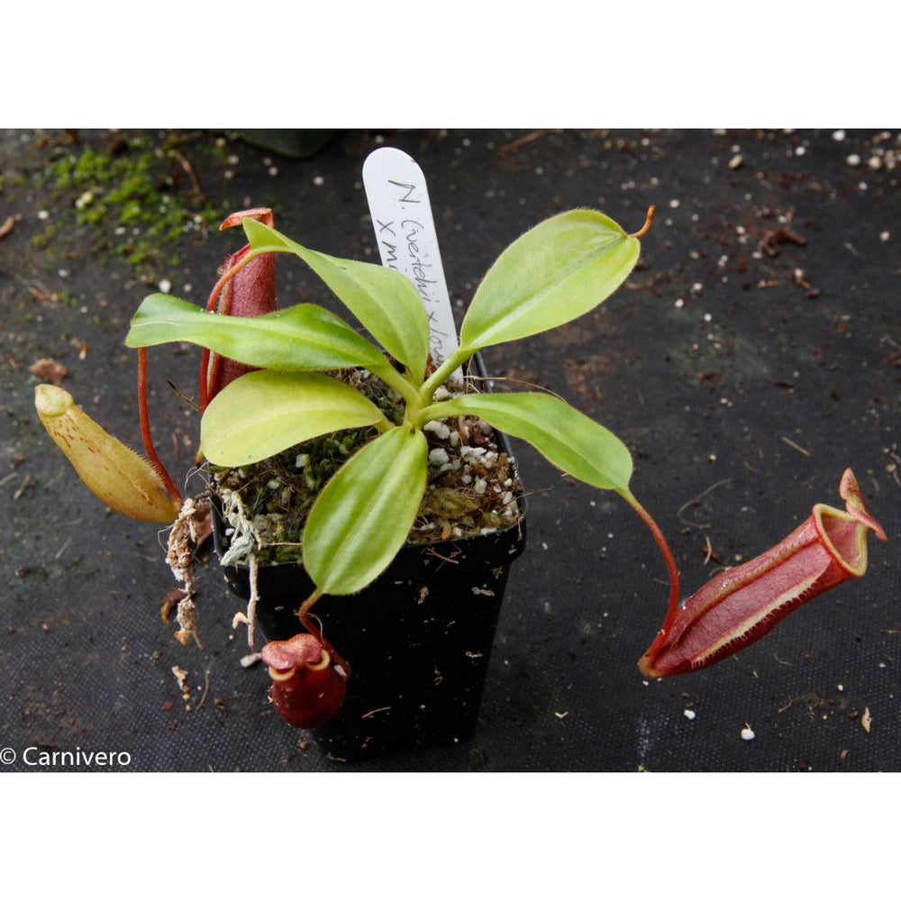 
                      
                        Nepenthes (veitchii x lowii) x mira BE-3910
                      
                    