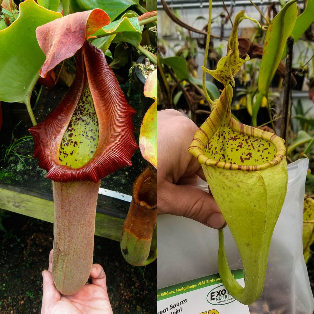 Nepenthes truncata (d) #1 x eymae, CAR-0548