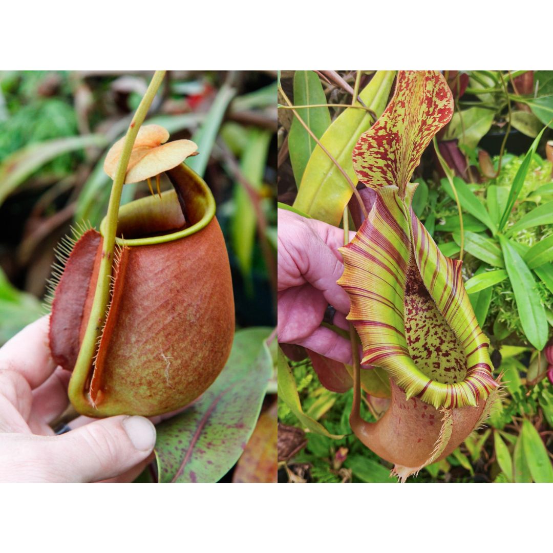 Nepenthes bicalcarata x (northiana x veitchii), CAR-0427