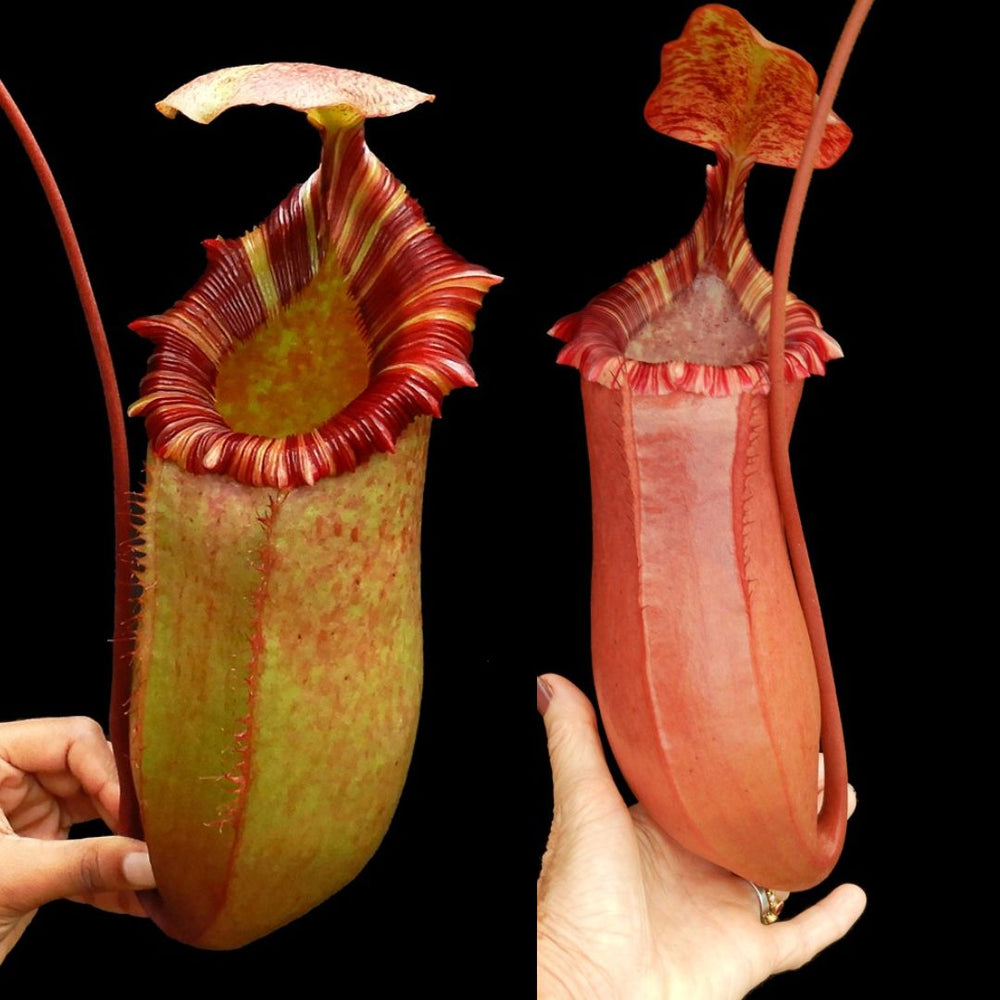 
                      
                        Nepenthes sibuyanensis x (veitchii x lowii)
                      
                    