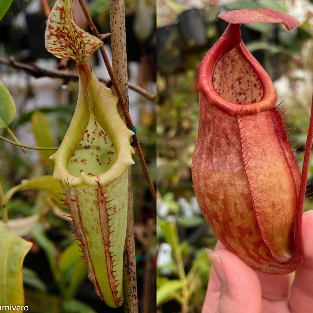 Nepenthes maxima (x) EP x thorelii, CAR-0552