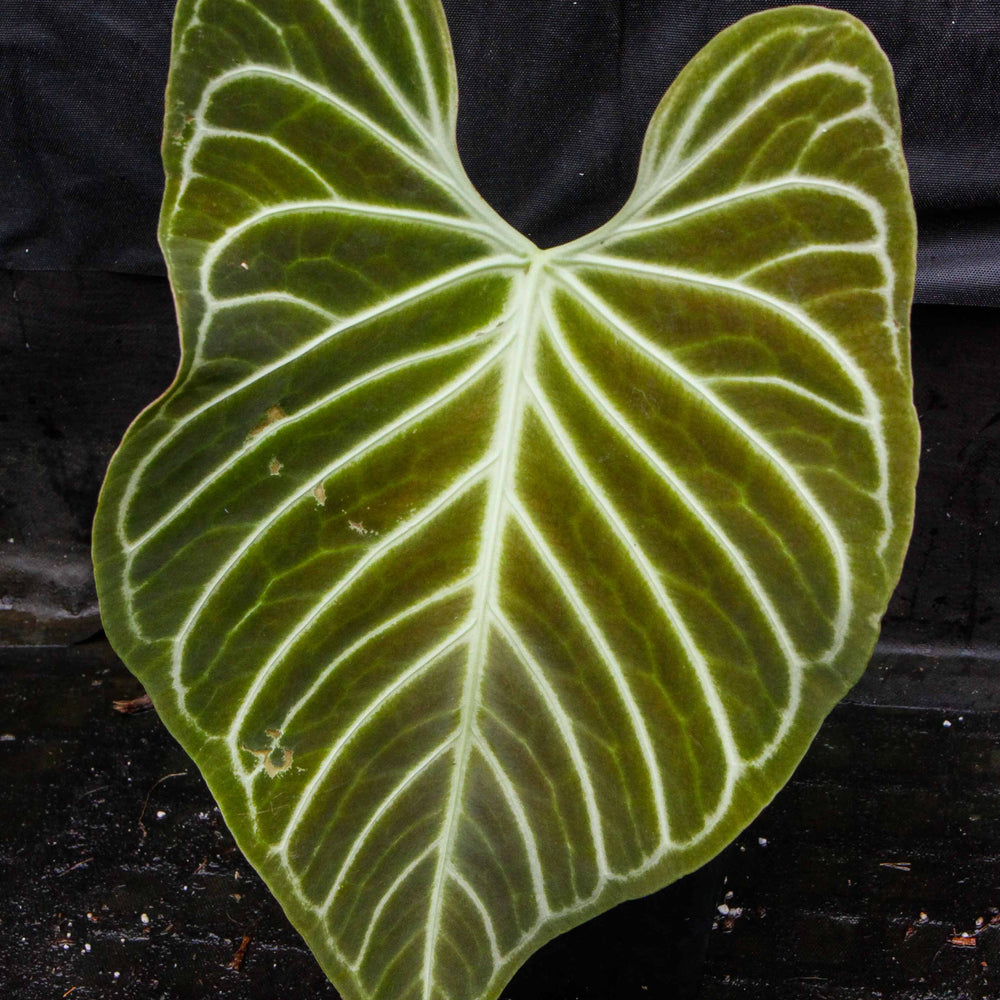 
                      
                        Anthurium regale (seedlings)
                      
                    