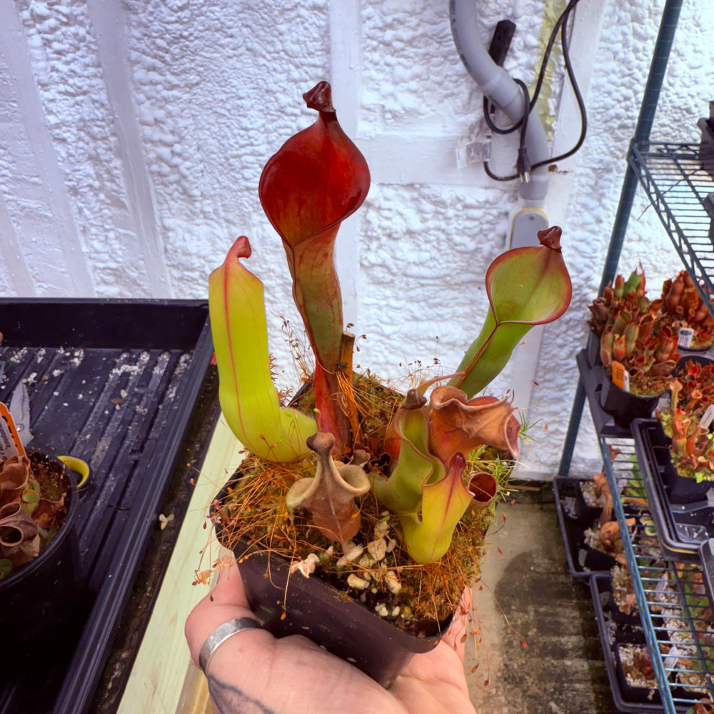 
                      
                        Heliamphora nutans (Giant Form) x nutans (Giant Form)
                      
                    