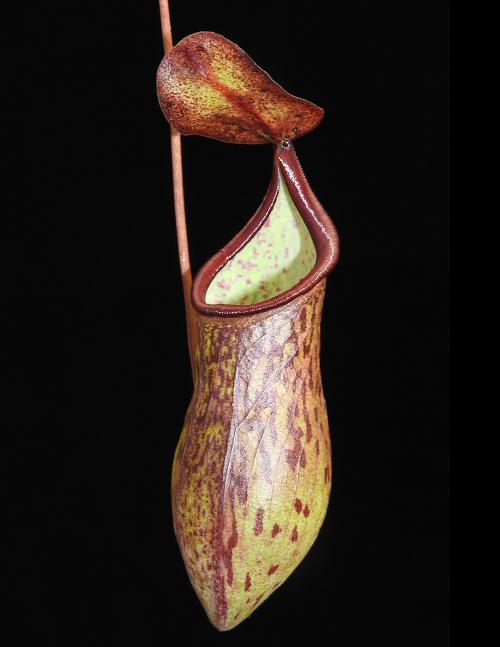 
                      
                        Nepenthes ceciliae, BE-3956
                      
                    