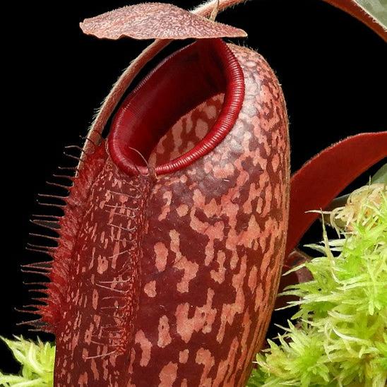 Nepenthes peltata x aristolochioides, BE-4633