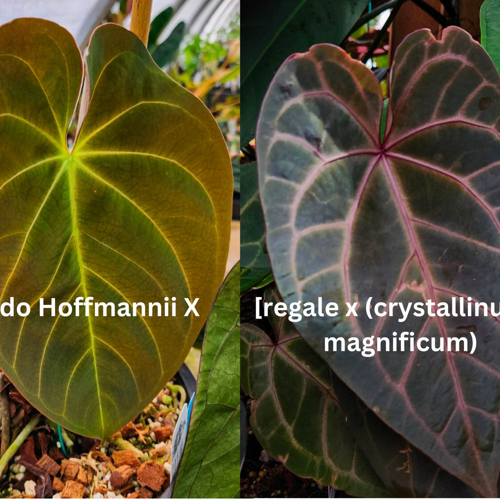 Anthurium Indo Hoffmannii X x {[regale x (crystallinum x magnificum)] x Ace of Spades}, CAR-0346