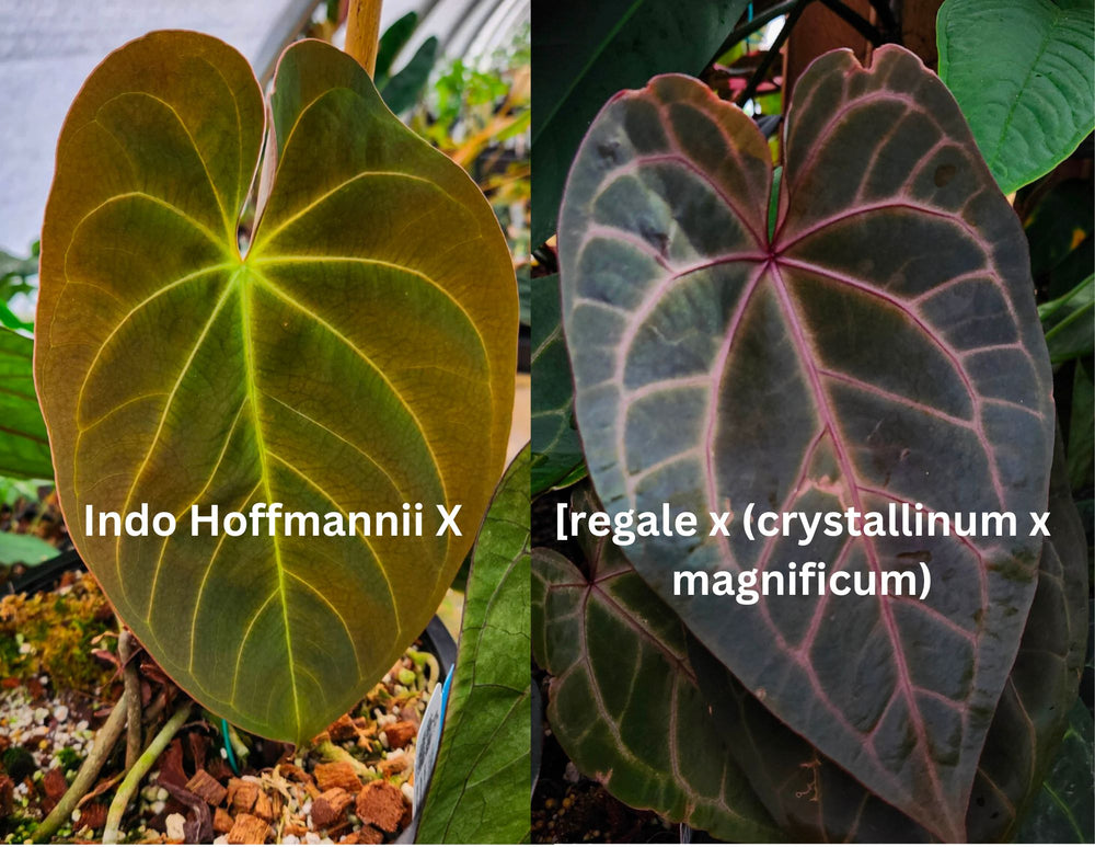 Anthurium Indo Hoffmannii X x {[regale x (crystallinum x magnificum)] x Ace of Spades}, CAR-0346