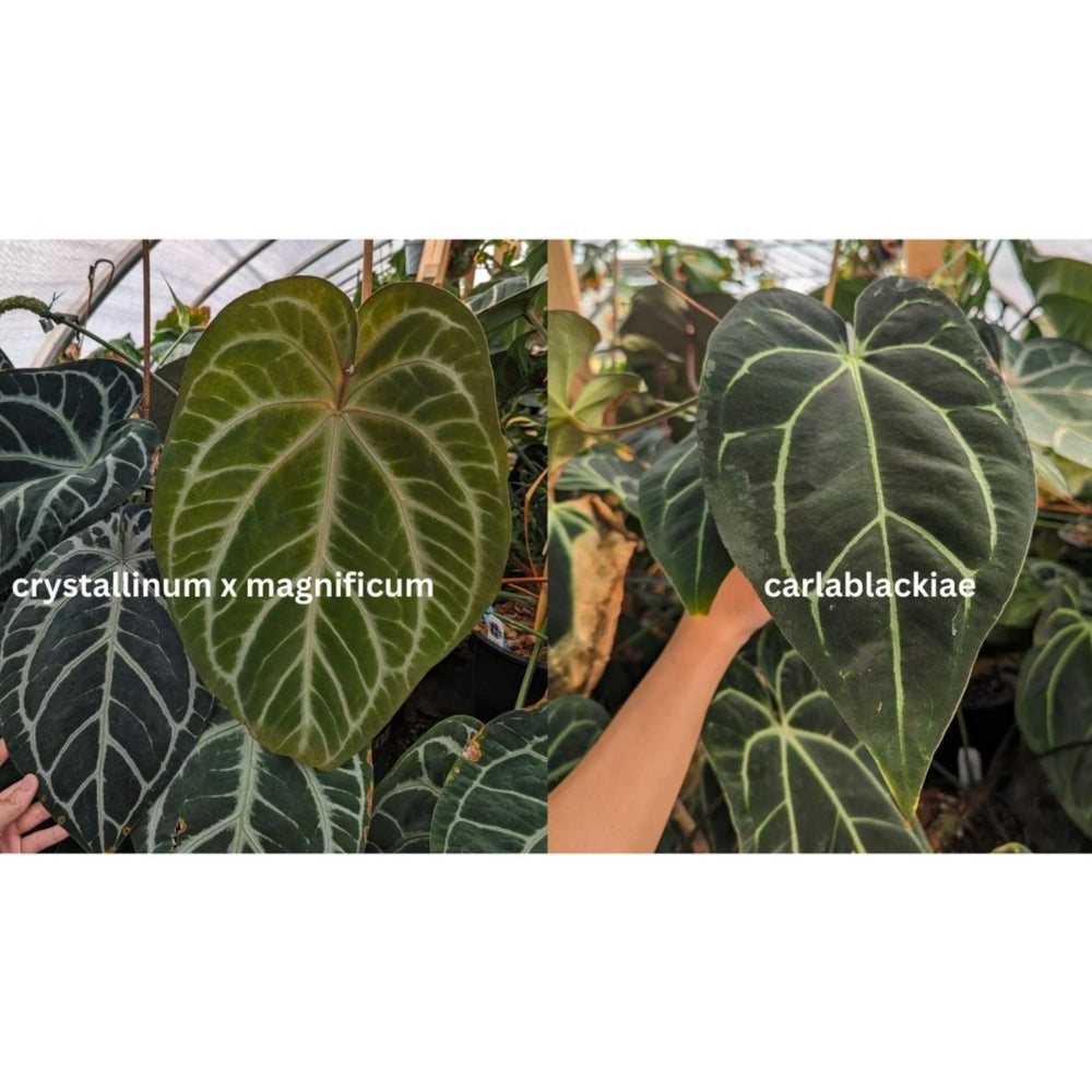 
                      
                        Anthurium (crystallinum x magnificum) SC x carlablackiae, CAR-0363
                      
                    