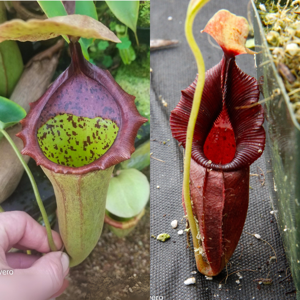 Nepenthes (truncata x campanulata) x ovata EP, CAR-0464