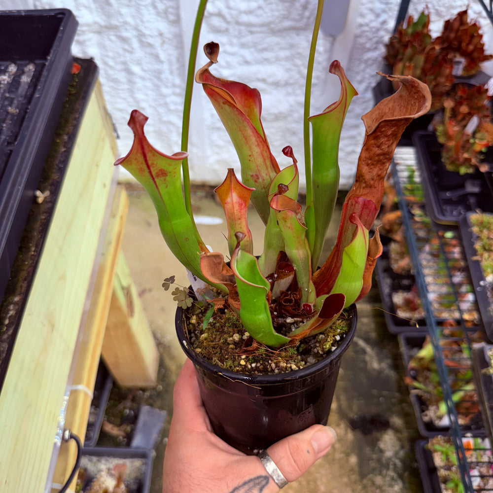 
                      
                        Heliamphora nutans (Giant Form) x nutans (Giant Form)
                      
                    