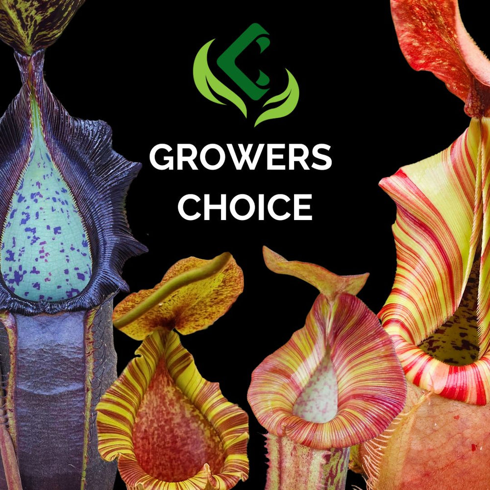 GROWERS CHOICE NEPENTHES- Lowlands Conditions