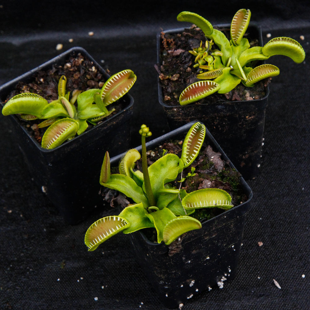 
                      
                        Venus Flytrap- Dionaea muscipula "Alien" Wholesale
                      
                    