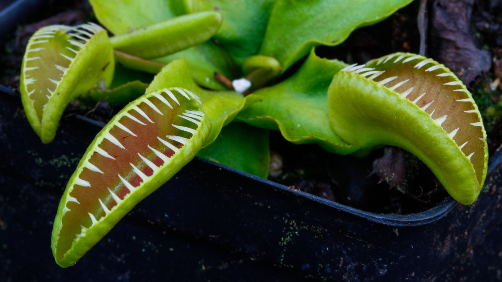 Venus Flytrap- Dionaea muscipula 