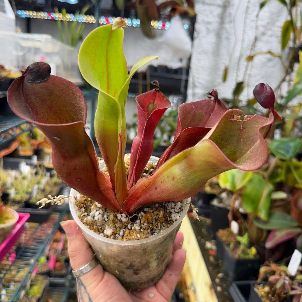 
                      
                        Heliamphora ionasi (Red Giant) x minor v. pilosa (Clone 2)
                      
                    