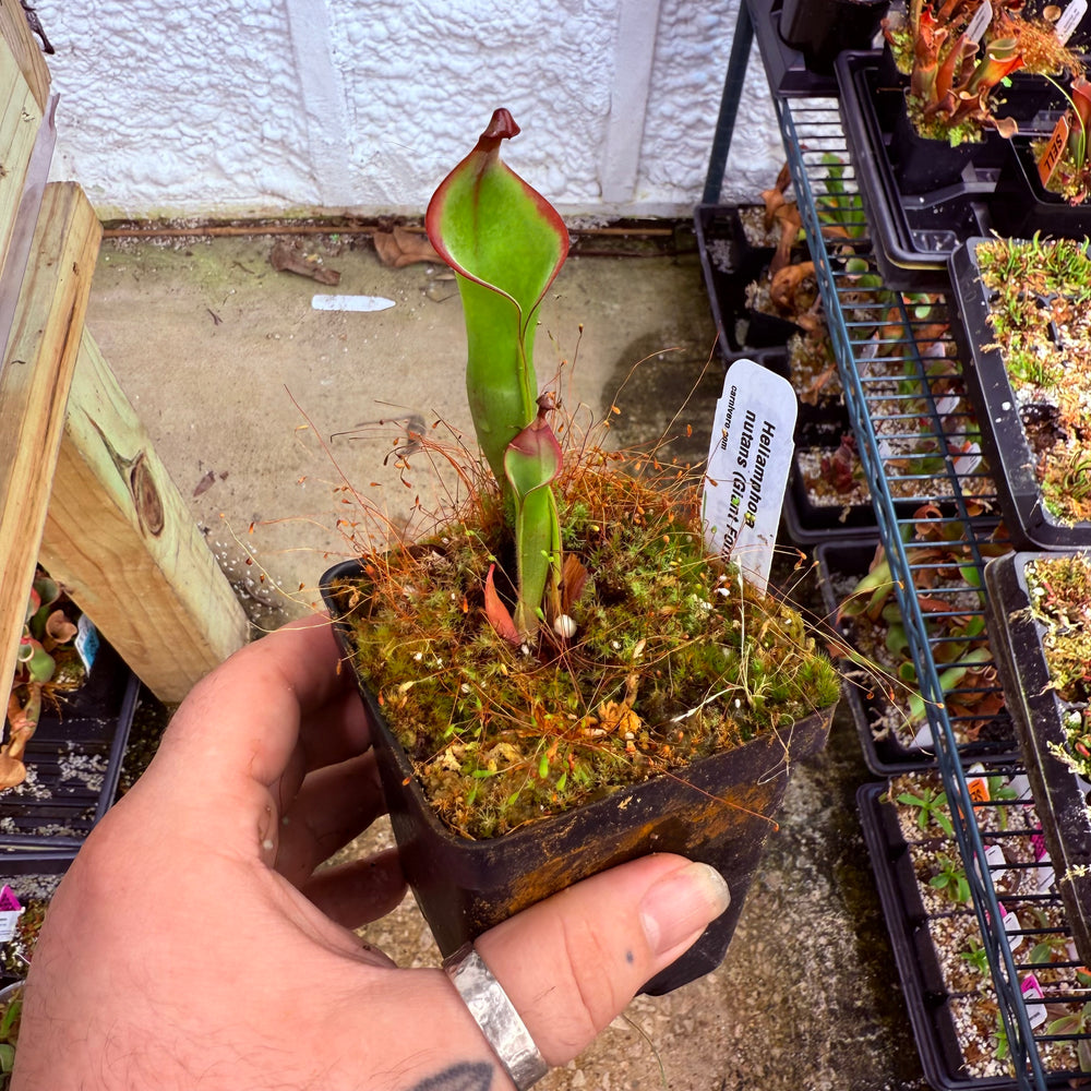 
                      
                        Heliamphora nutans (Giant Form) x nutans (Giant Form)
                      
                    