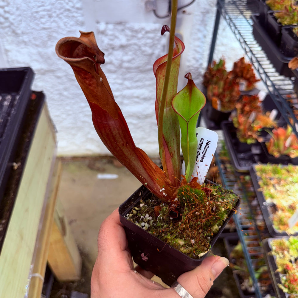 
                      
                        Heliamphora nutans (Giant Form) x nutans (Giant Form)
                      
                    