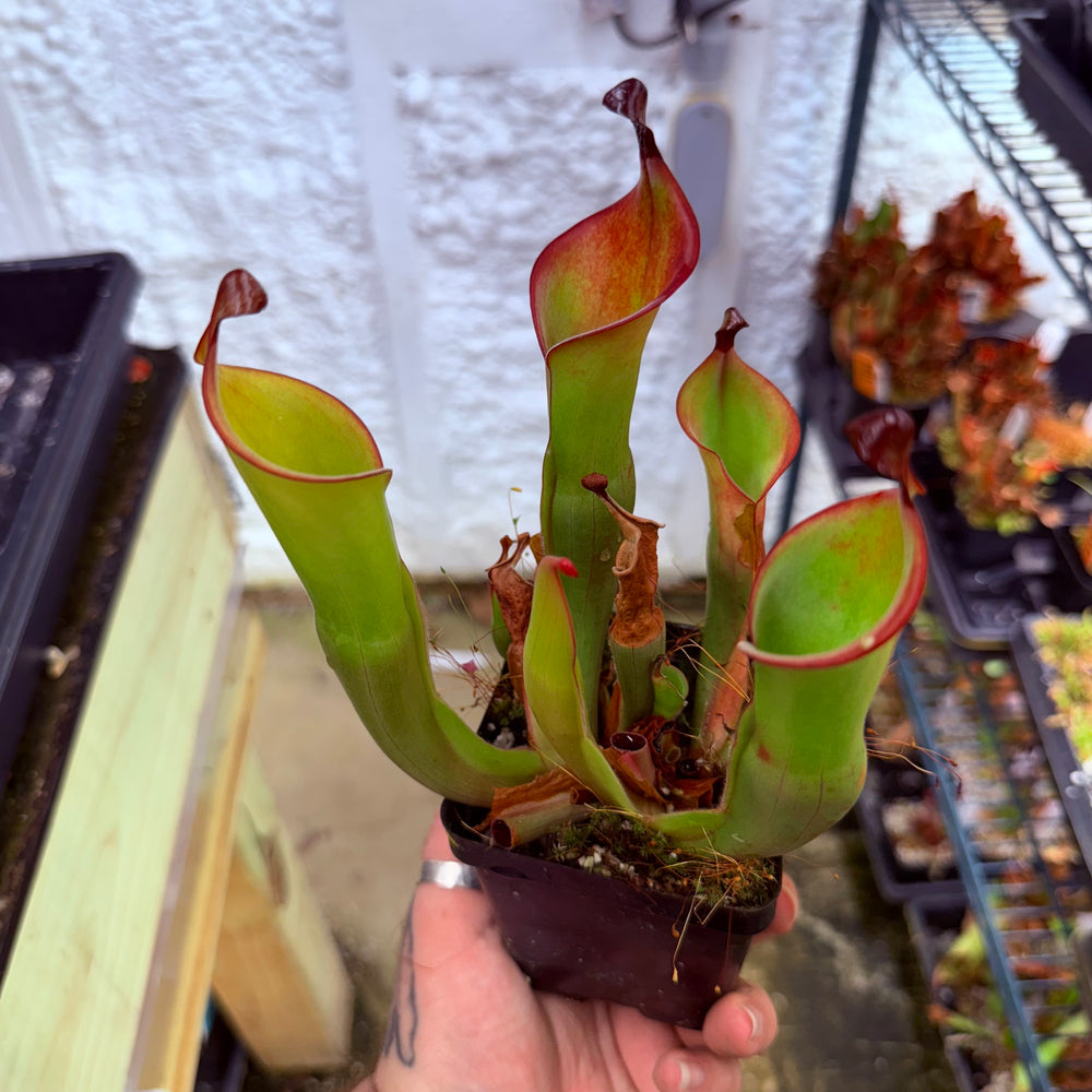 
                      
                        Heliamphora nutans (Giant Form) x nutans (Giant Form)
                      
                    