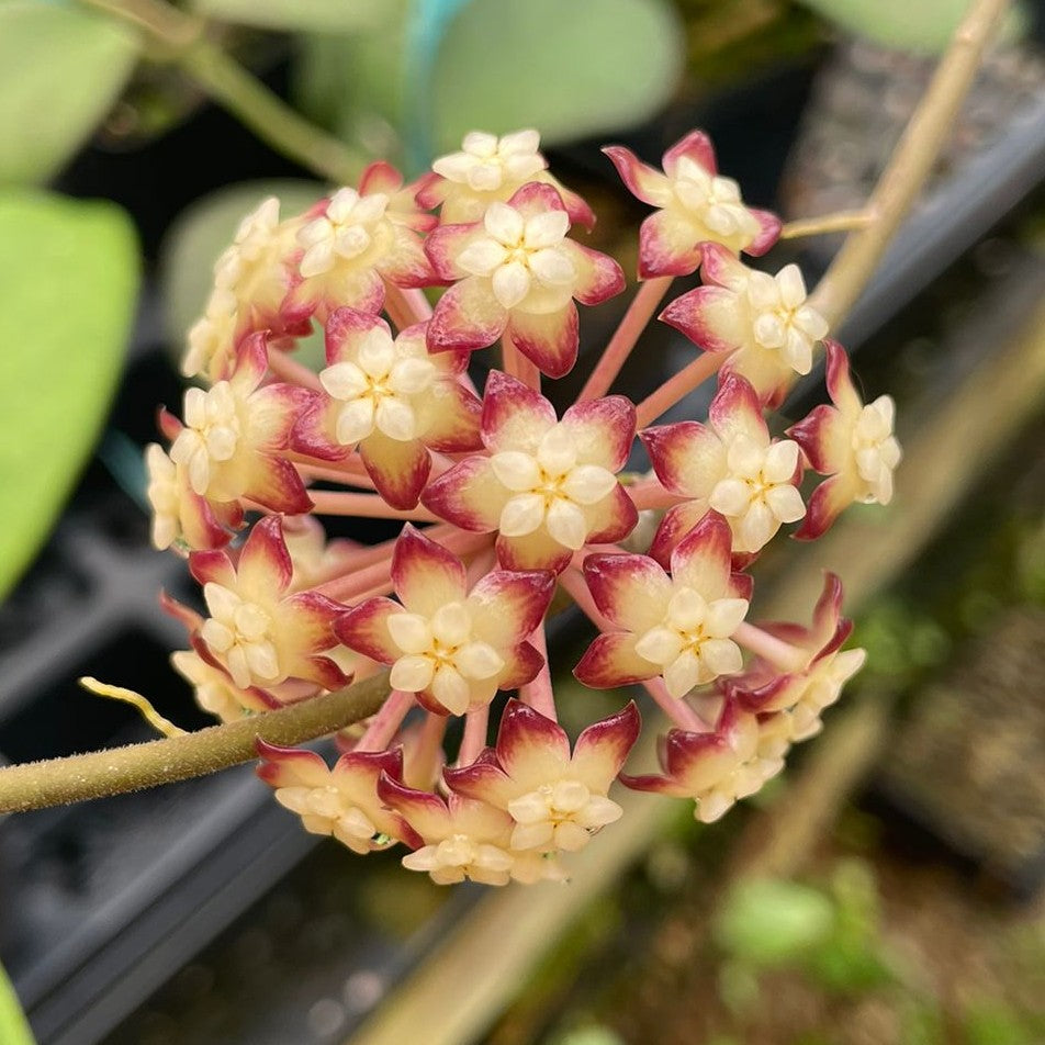 
                      
                        Hoya sp. tanggamus
                      
                    