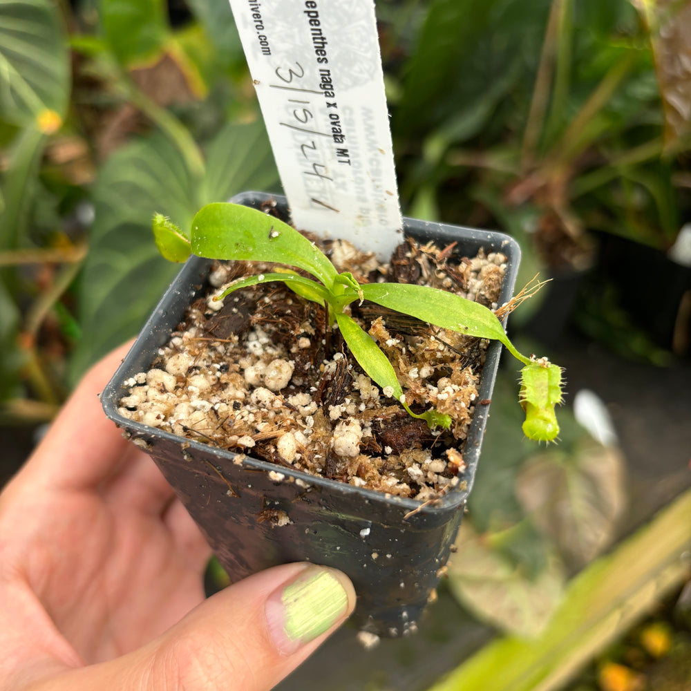 [A338] Nepenthes naga x ovata MT (Sm)