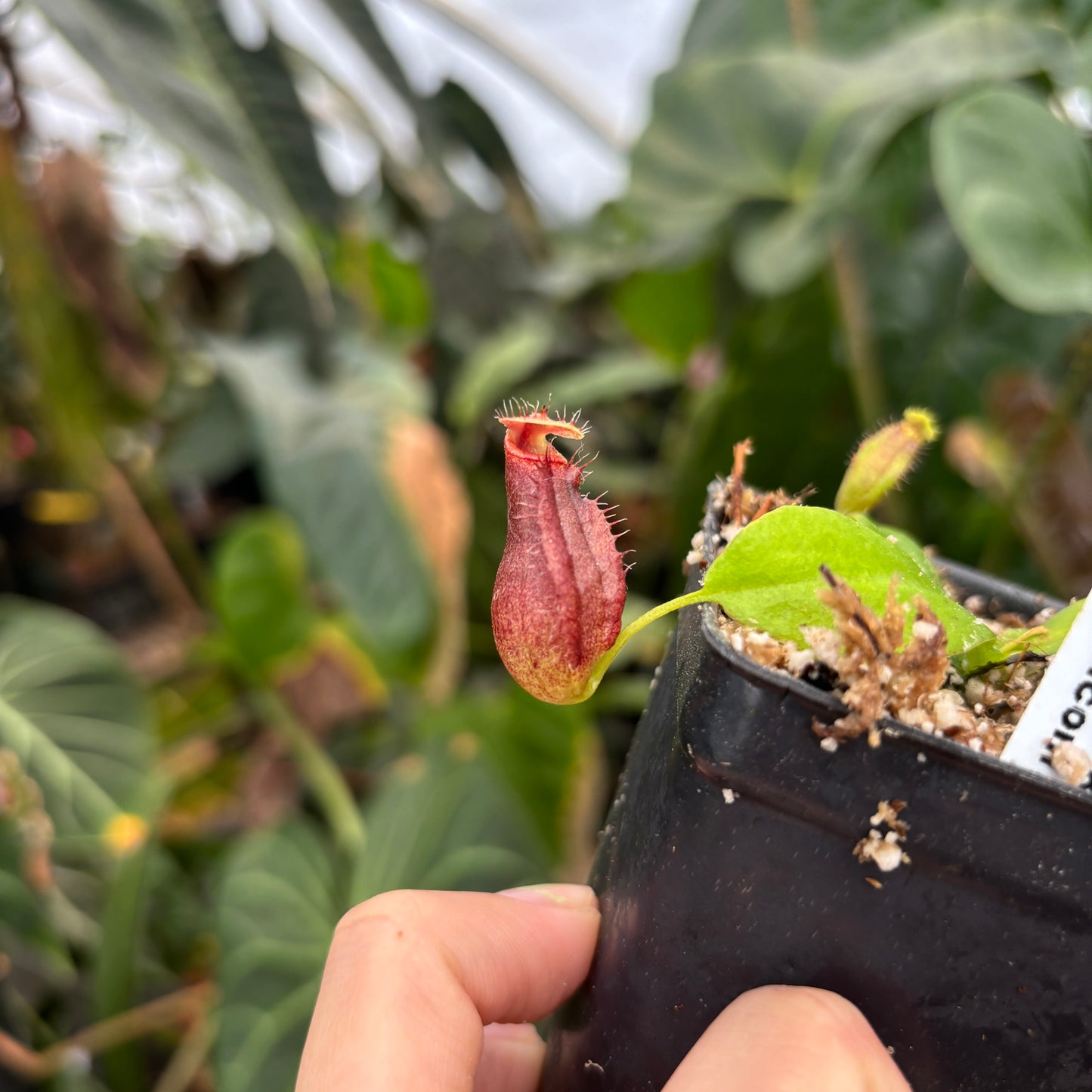 [A339] Nepenthes sibuyanensis (d) x naga