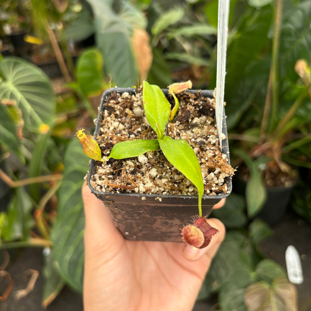 
                      
                        [A339] Nepenthes sibuyanensis (d) x naga
                      
                    