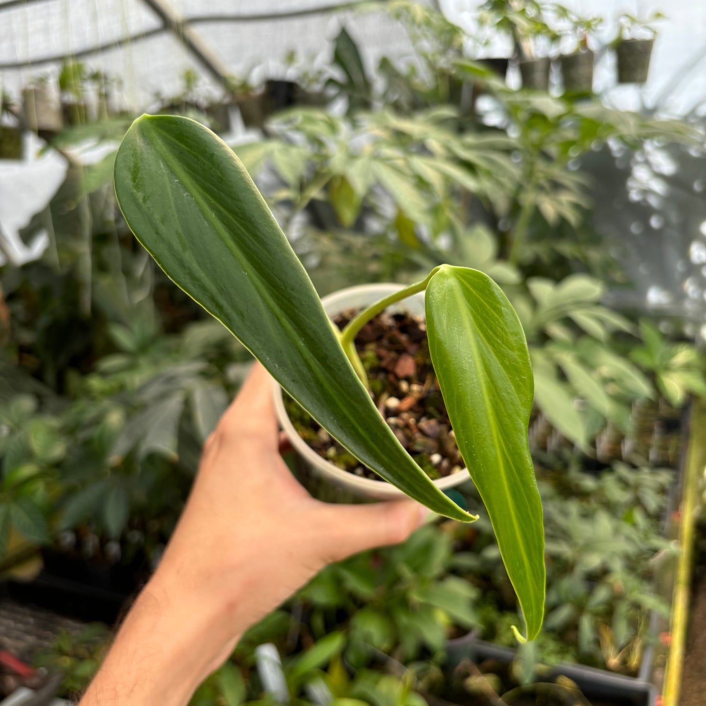 [A381] Monstera 'Burle Marx Flame'