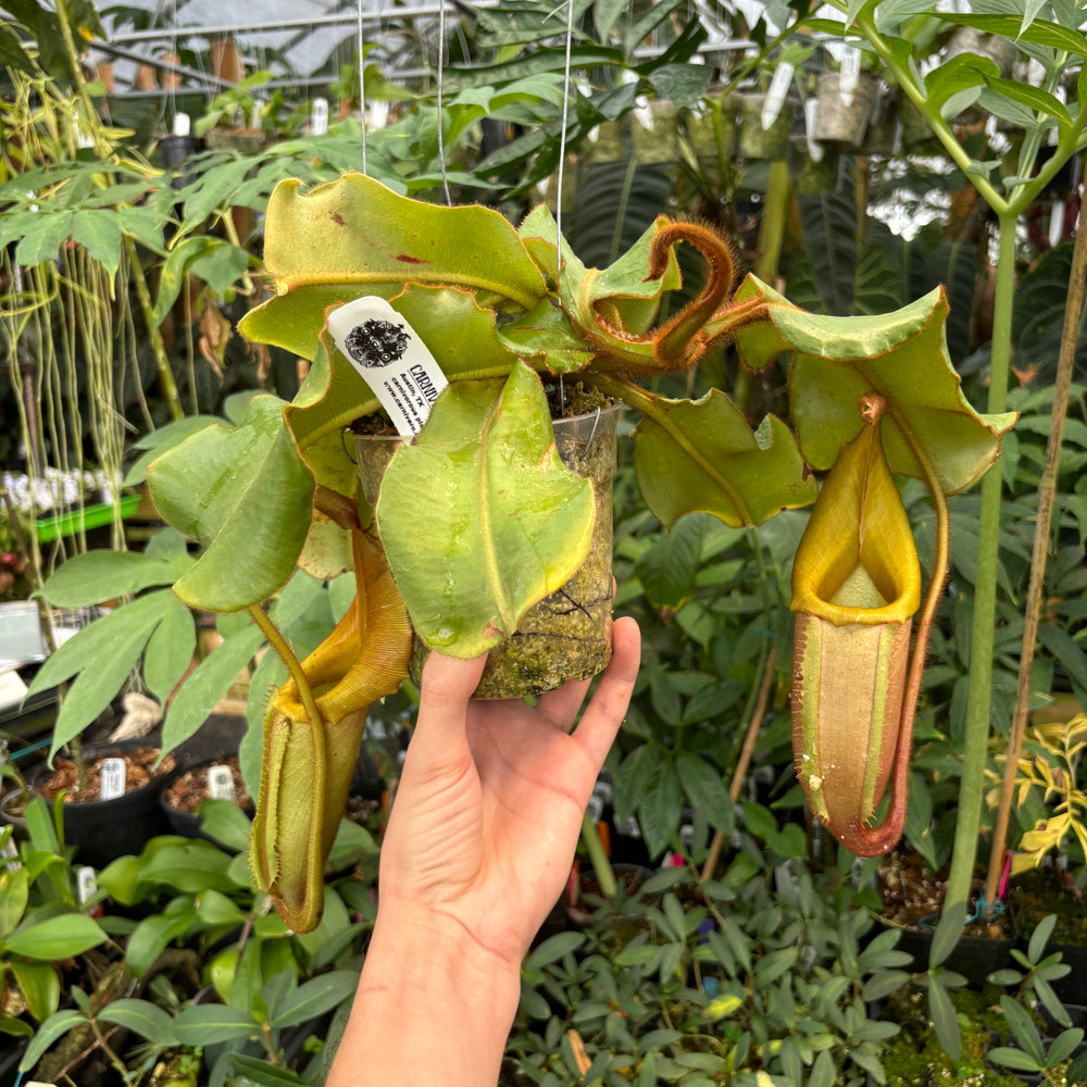 
                      
                        [A391] Nepenthes veitchii Maliau Basin (XL)
                      
                    