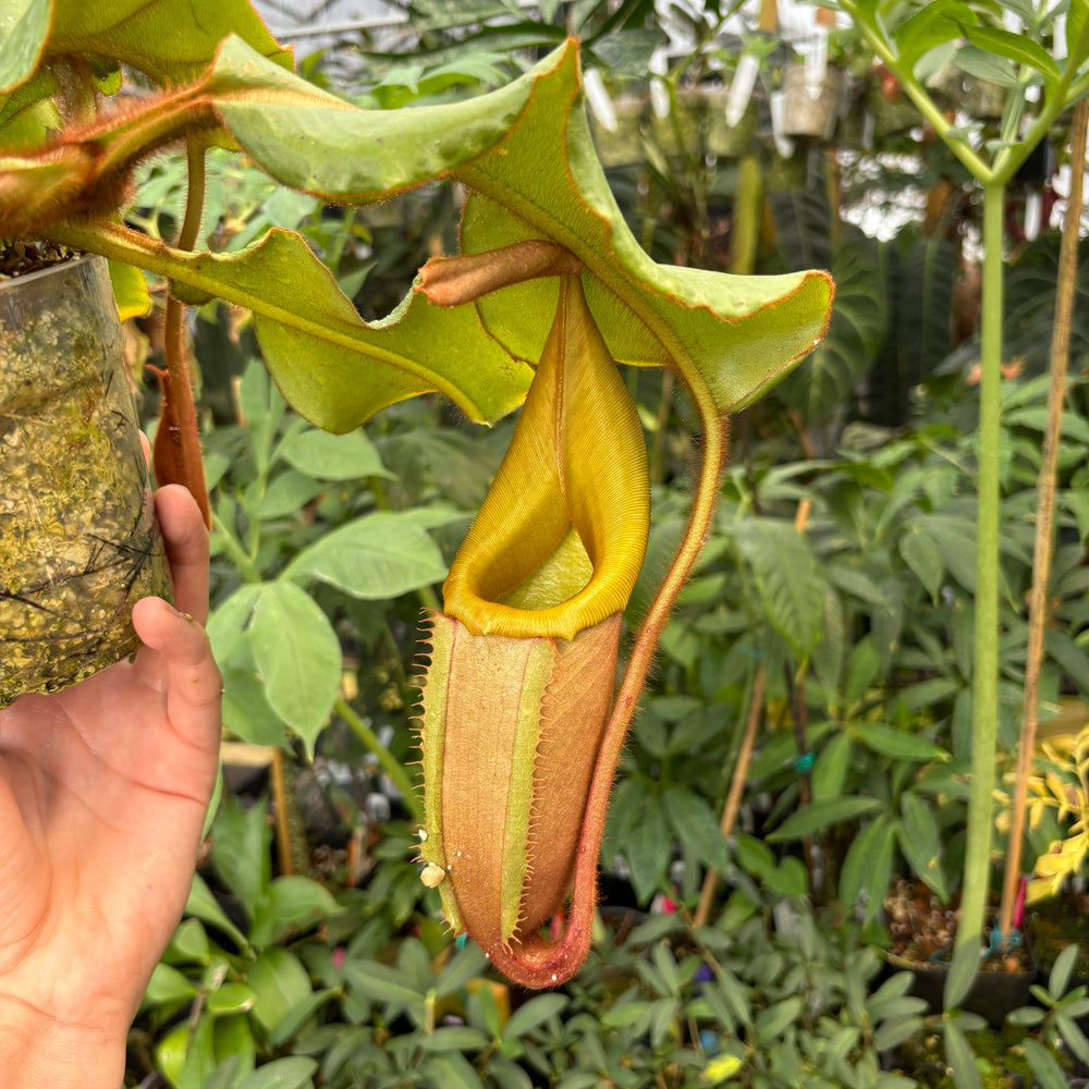 
                      
                        [A391] Nepenthes veitchii Maliau Basin (XL)
                      
                    