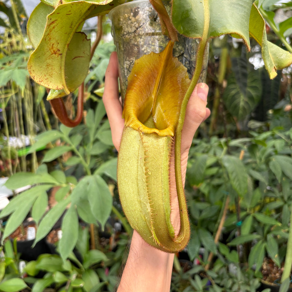 
                      
                        [A391] Nepenthes veitchii Maliau Basin (XL)
                      
                    