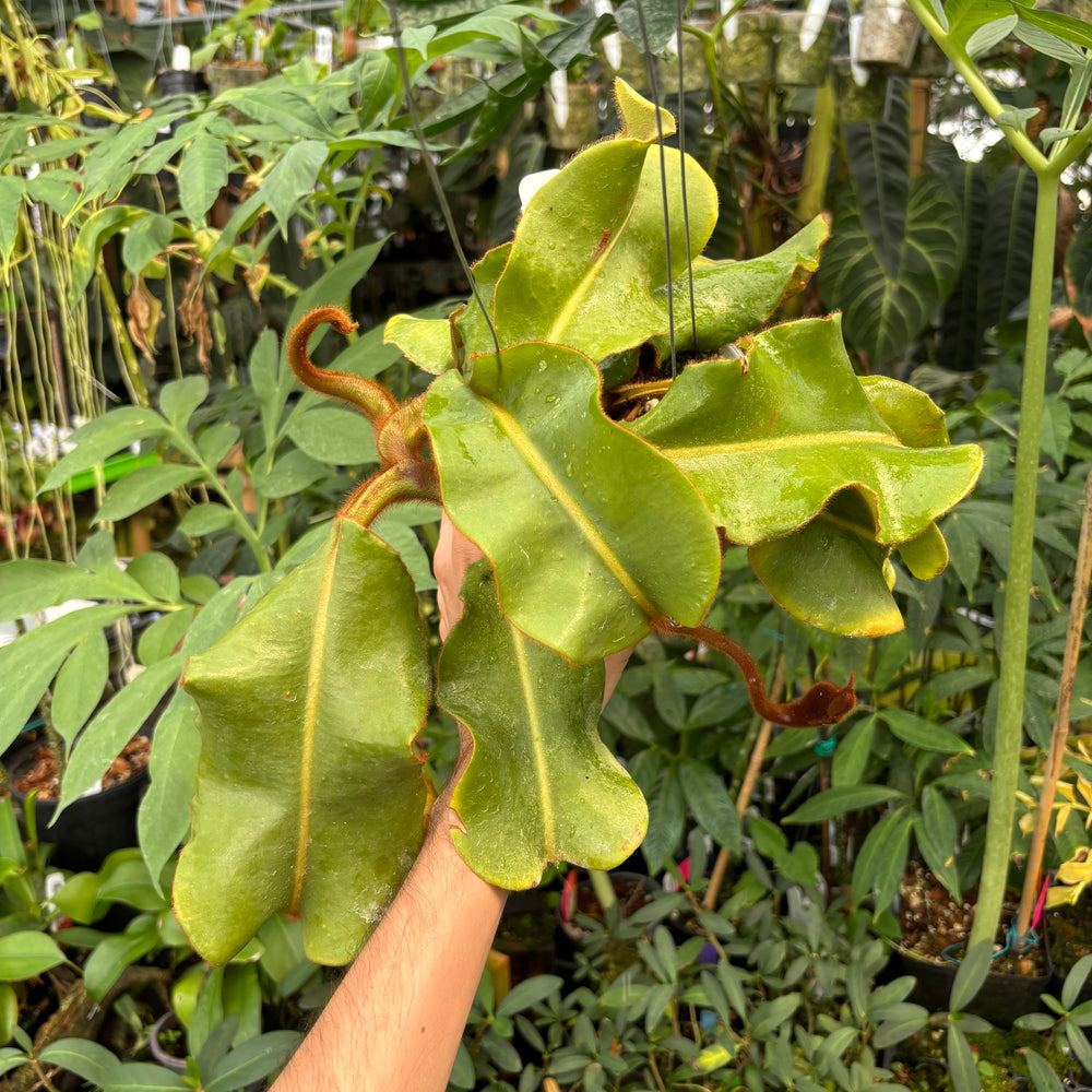 
                      
                        [A391] Nepenthes veitchii Maliau Basin (XL)
                      
                    