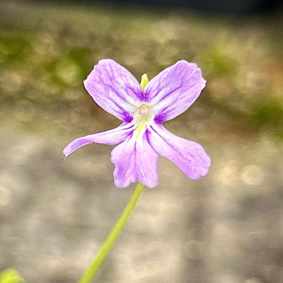 Pinguicula Moranensis var alba x emarginata