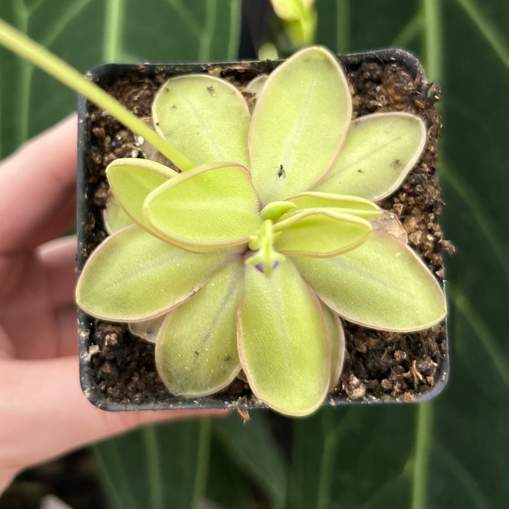 
                      
                        Pinguicula Moranensis var alba x emarginata
                      
                    