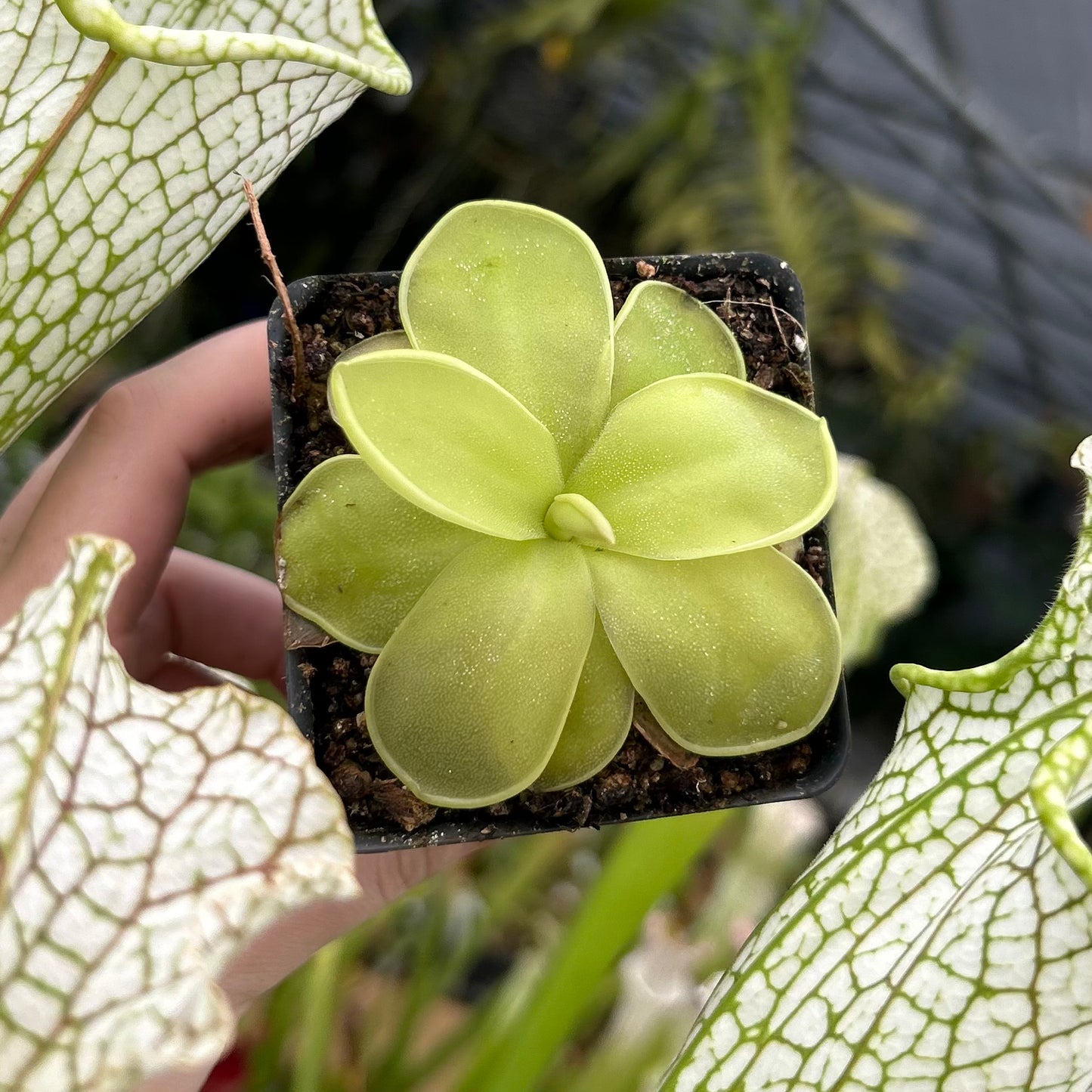 Pinguicula Moranensis var caudata x spec guatemala