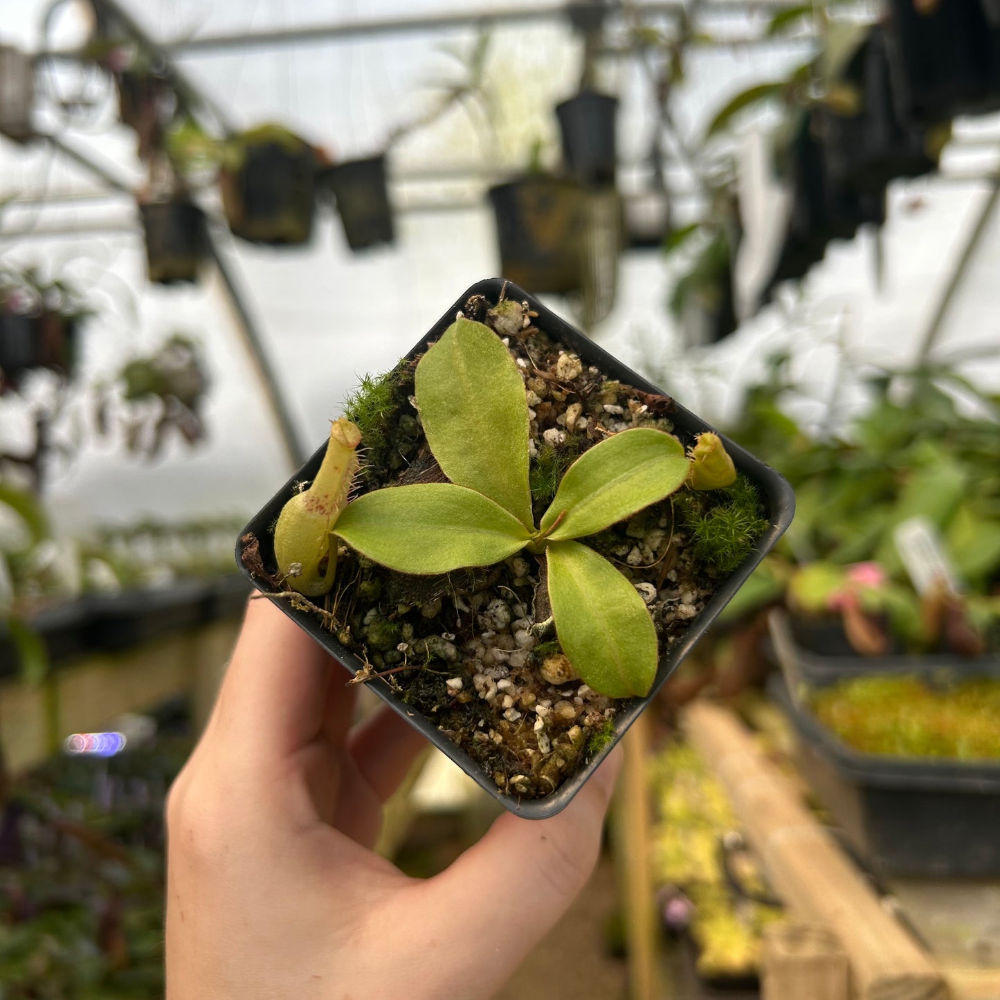 Nepenthes longifolia BE-3704