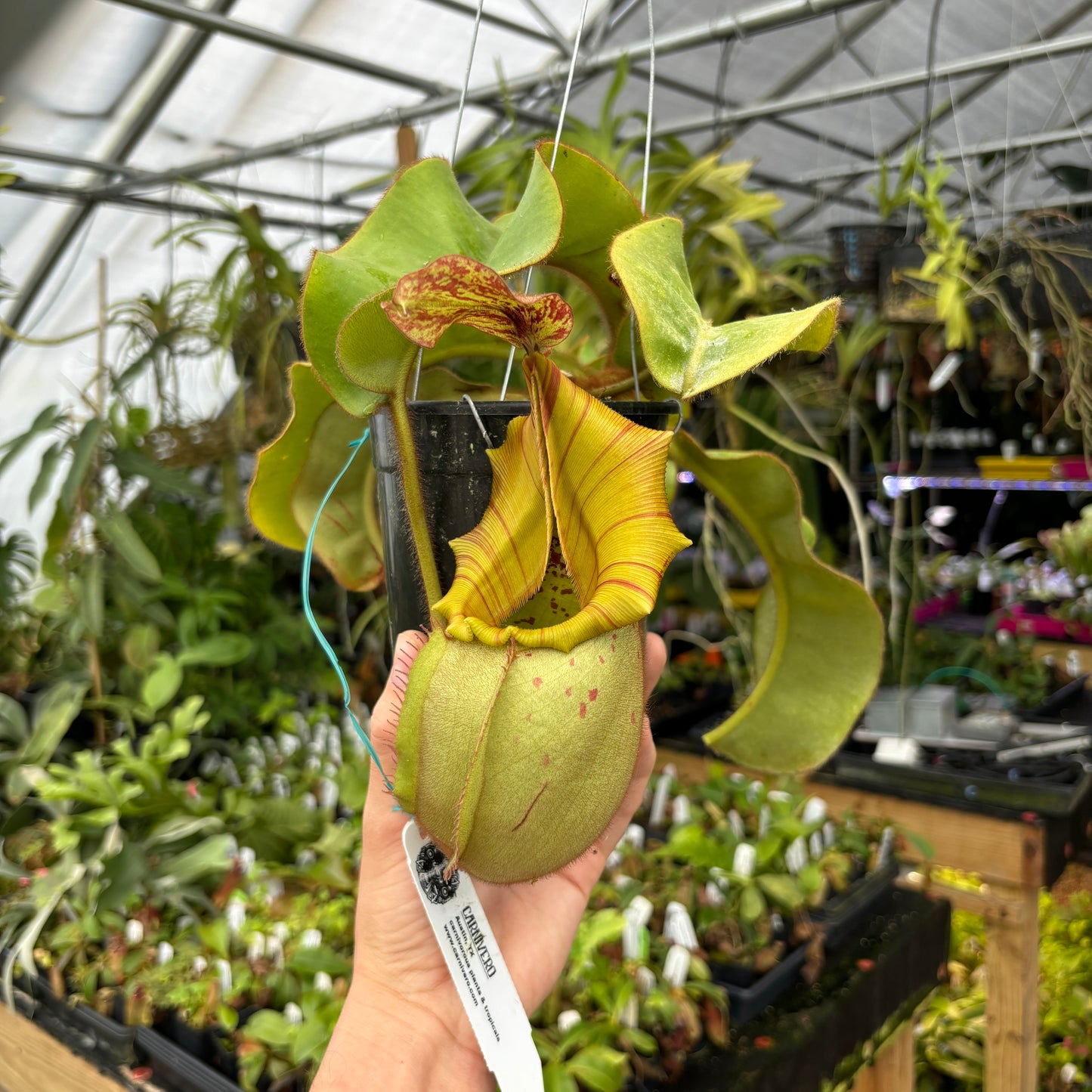 [A403] Nepenthes veitchii (Candy x Candy Yamada)