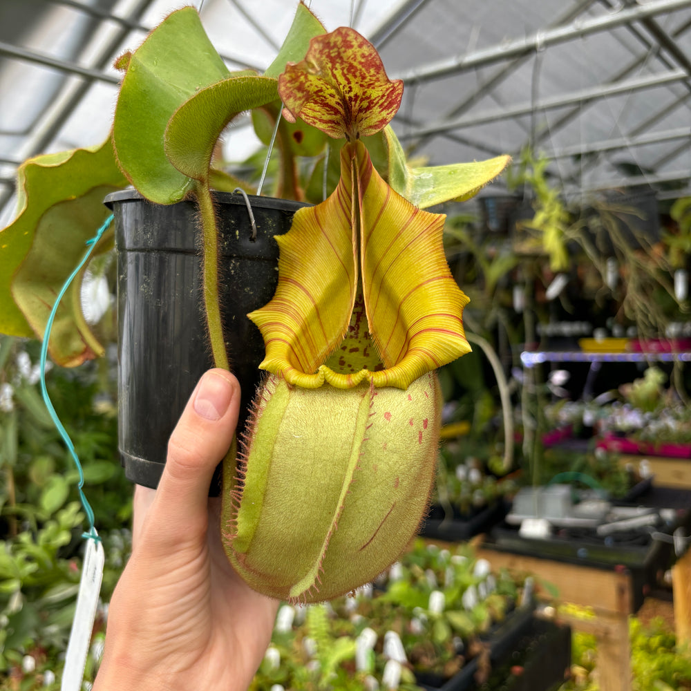 [A403] Nepenthes veitchii (Candy x Candy Yamada)