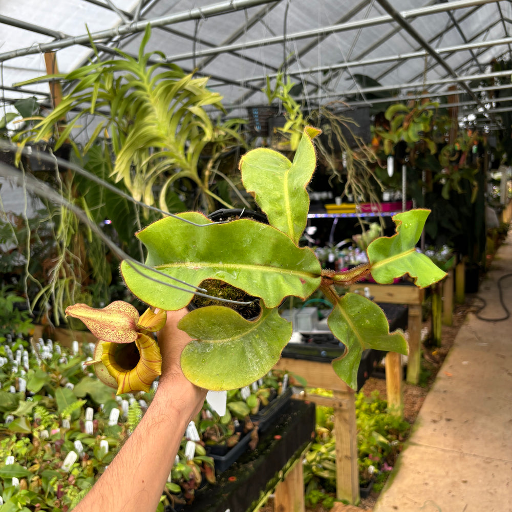 
                      
                        [A403] Nepenthes veitchii (Candy x Candy Yamada)
                      
                    