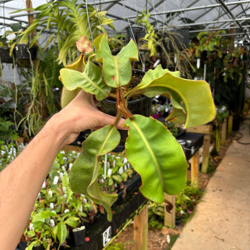 
                      
                        [A403] Nepenthes veitchii (Candy x Candy Yamada)
                      
                    