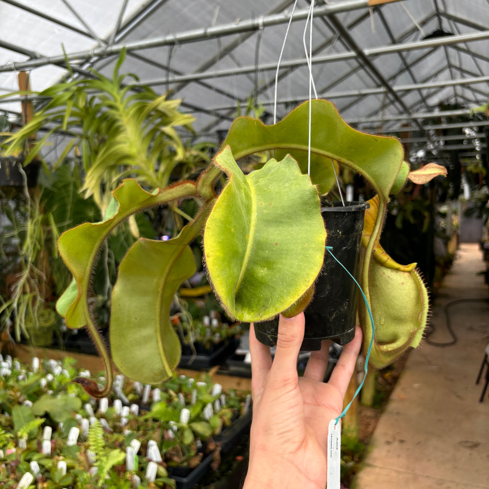 
                      
                        [A403] Nepenthes veitchii (Candy x Candy Yamada)
                      
                    