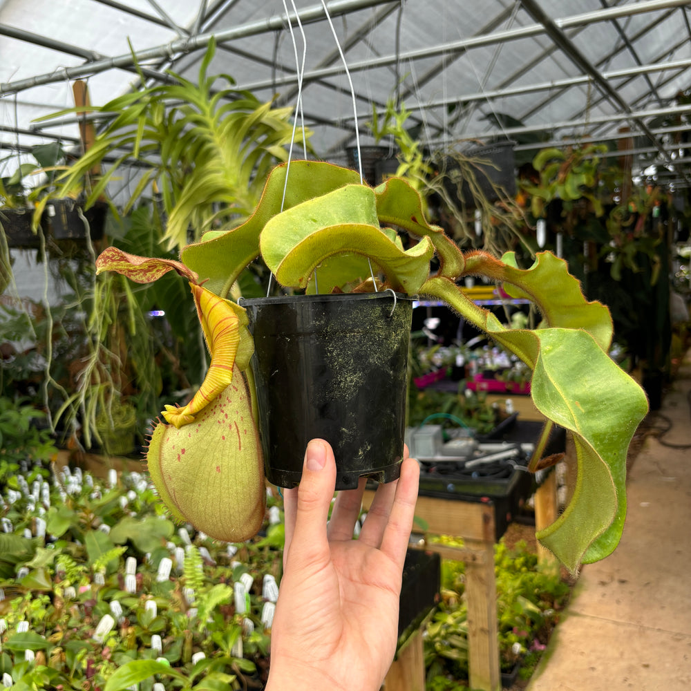 
                      
                        [A403] Nepenthes veitchii (Candy x Candy Yamada)
                      
                    