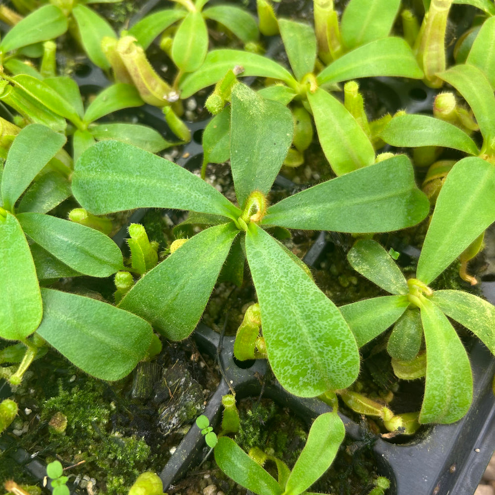 
                      
                        Nepenthes veitchii (JB x Cobra), CAR-0440
                      
                    